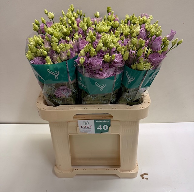 Lisianthus du julius grape.jpg